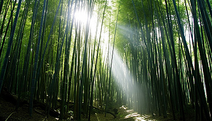 Dense bamboo forests with light filtering through the stalks.