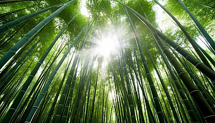 Dense bamboo forests with light filtering through the stalks.