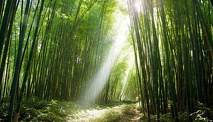 Dense bamboo forests with light filtering through the stalks.