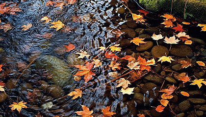 Brightly colored autumn leaves floating down a stream.