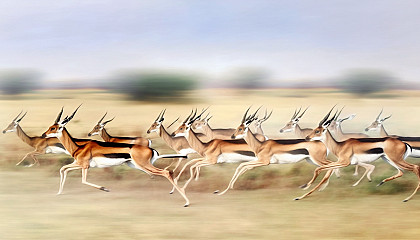 A herd of gazelles sprinting across an open plain