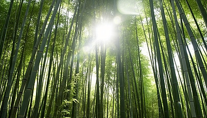 Dense bamboo forests with light filtering through the stalks.