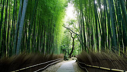 A path winding through tall bamboo groves.