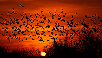 Flocks of migrating birds silhouetted against a sunset.