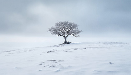 A solitary tree in the middle of a snowfield.