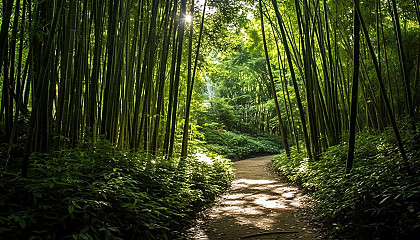 Sun-dappled paths through a thick bamboo forest.