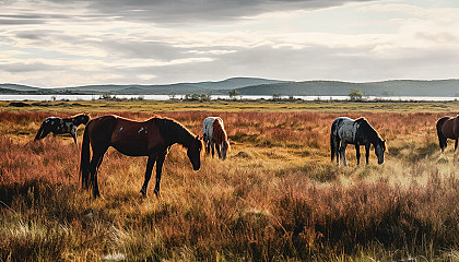 Wild horses grazing in an open meadow.