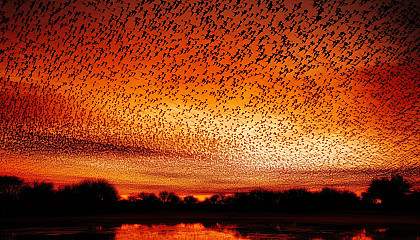 A murmuration of starlings forming patterns in the sky.