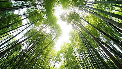 A grove of bamboo reaching skyward in harmonious symmetry.