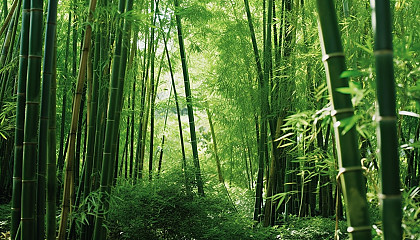 A dense bamboo forest swaying in the breeze.