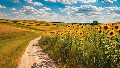 A path winding through a field of sunflowers under a bright sky.