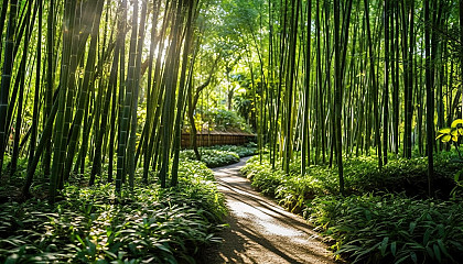 Sun-dappled paths through a thick bamboo forest.