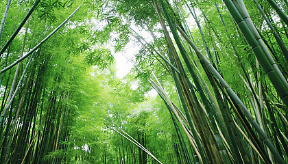 A dense bamboo forest swaying in the wind.