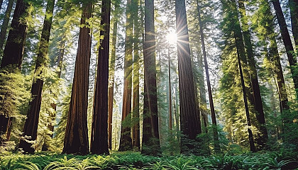 Majestic redwood trees towering in a sun-dappled forest.