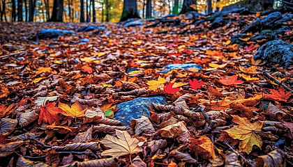 A forest floor carpeted with colorful fallen leaves in autumn.