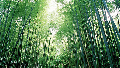 A dense bamboo forest rustling in the wind.