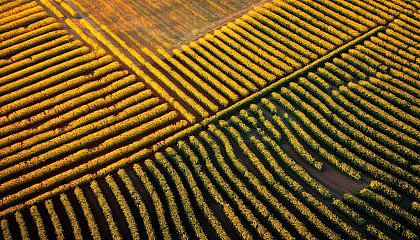 Patterns in a sunflower field seen from above.
