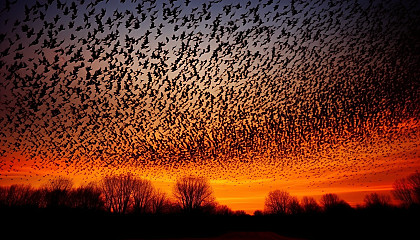 A murmuration of starlings forming patterns in the sky.