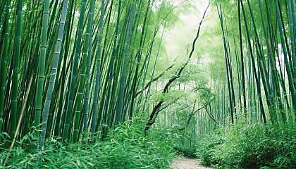 A dense bamboo forest swaying in the breeze.