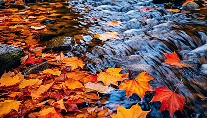 Brightly colored autumn leaves floating down a stream.