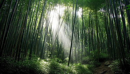 Sunlight filtering through a dense bamboo forest.