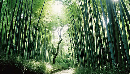 A dense bamboo grove rustling in the wind.