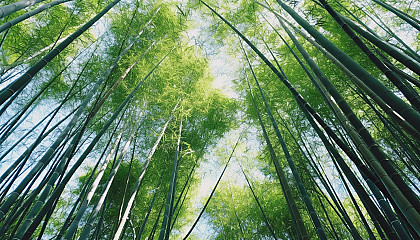 A grove of bamboo towering towards the sky.