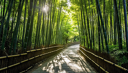 Sun-dappled paths through a thick bamboo forest.