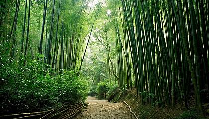 A narrow path winding through dense bamboo groves.
