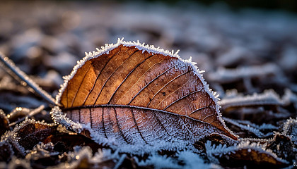 Frost patterns on a leaf during a chilly winter morning.