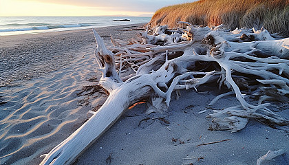 Sun-bleached driftwood scattered along a sandy beach.