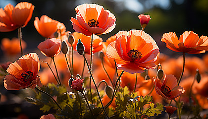 A patch of vibrant poppies blooming in a field.